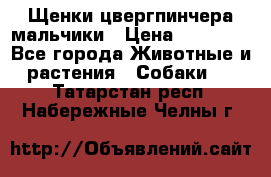 Щенки цвергпинчера мальчики › Цена ­ 25 000 - Все города Животные и растения » Собаки   . Татарстан респ.,Набережные Челны г.